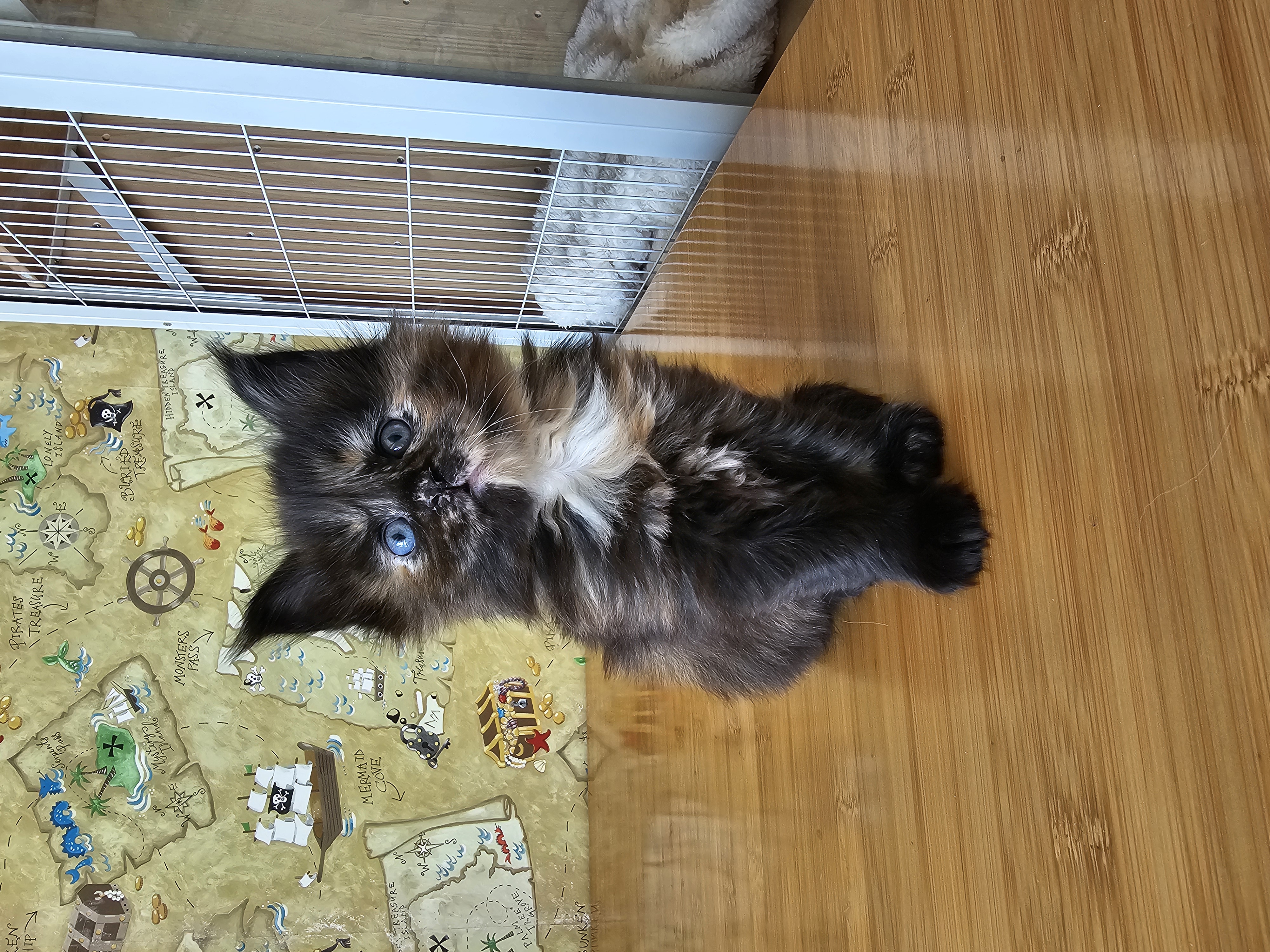 缅因猫 满月照合集